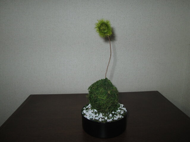 アートミニ盆栽 苔玉③☆消臭効果あり☆ | iichi 日々の暮らしを