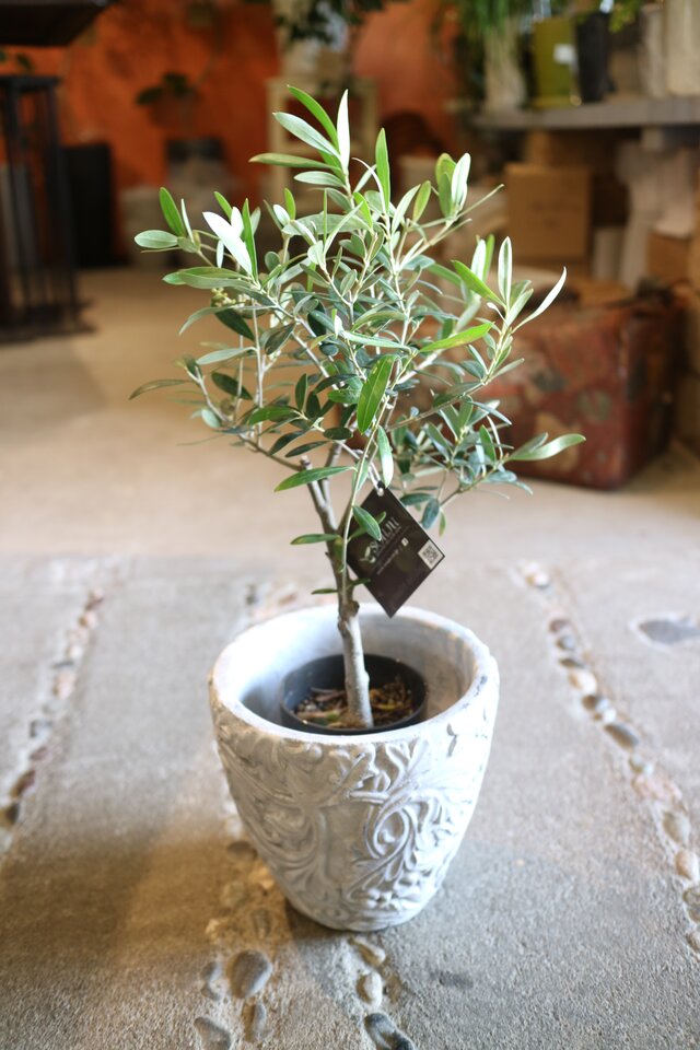 再入荷＜SOUJU> ちっちゃなオリーブの木  ＜ ネバディロブランコ＞とうさぎさん　アンティーク風鉢付B