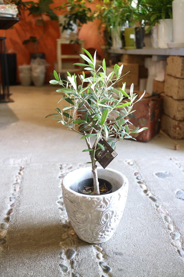 蕾付き　オリーブの木　ネバディロブランコ　スクエア型テラコッタ鉢植え　苗 オリーブ鉢植え(ネバディロブランコ) | ALETTE OLIVE