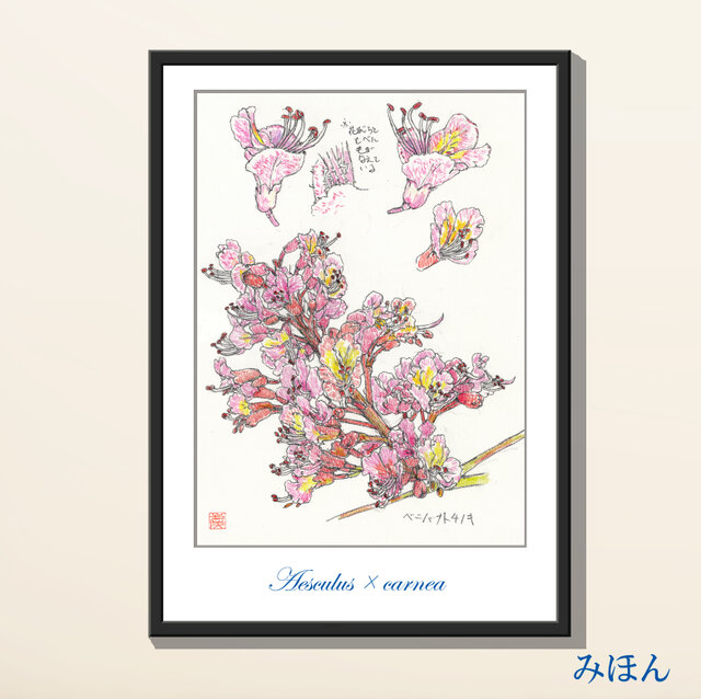 お好きな植物を、博物画風の植物画で御描きします。 B4サイズ簡易額
