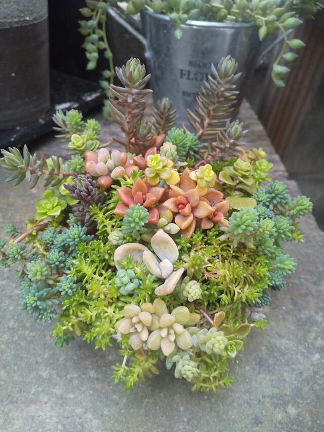 多肉植物 セダムの森の寄せ植え