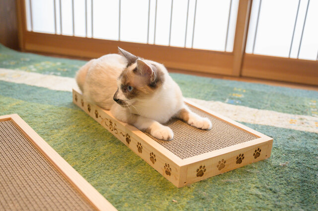 猫ちゃん爪とぎケース！DAISOの爪とぎ4個入ります！ 猫ちゃん爪とぎケース！DAISOの爪とぎ4個入ります！ - メルカリ