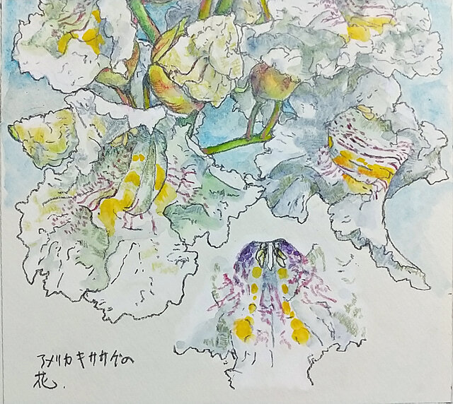 原画：お好きな植物を、博物画風の植物画でお描きします。 水彩画スケッチB4サイズ | iichi  日々の暮らしを心地よくするハンドメイドやアンティークのマーケットプレイス