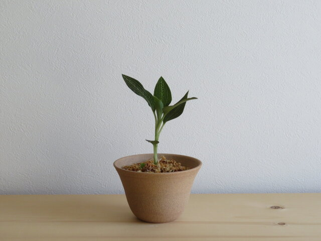 SPICE of Life 植木鉢 HONEYBEE プランター Lサイズ （ プラント