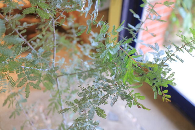 現物）大きな♡ミモザ アカシア の木 ＜プルプレア＞A シルバーリーフ