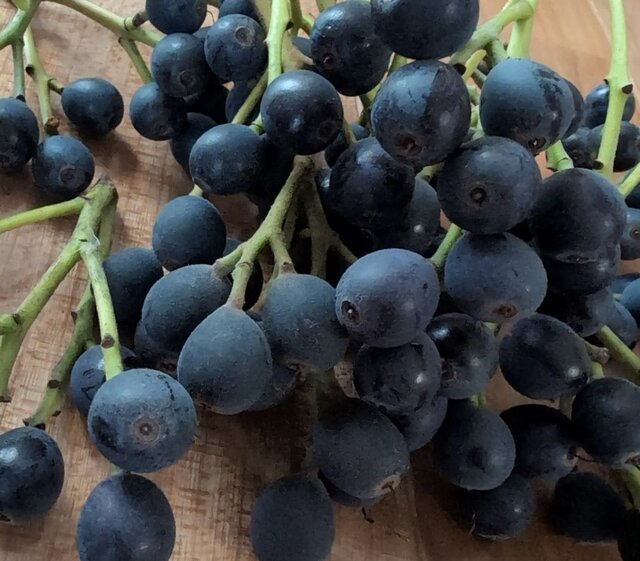 シャリンバイの実 濃い黒紫 撮影花材 リース ハンドメイドなどに！10本