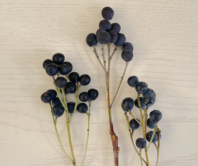 パニカムとケイトウの実ものたっぷりハーフリース　シャリンバイ パニカムとケイトウの実ものたっぷりハーフリース シャリンバイ