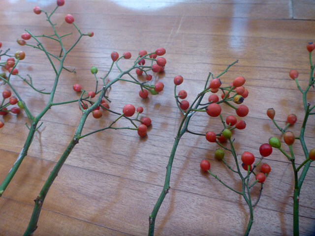 ［cutemio］野ばらの実　赤 cutemio］野ばらの実 赤 野ばらの実 5~6本 赤い実 ノイバラ ノバラ