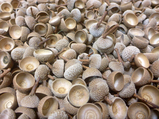 どんぐり（コナラ）の枝付き帽子 30個 | iichi 日々の暮らしを心地よく