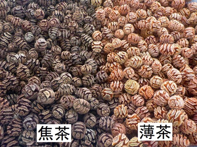 メタセコイアの実　 50個 it-6773fdf750fd6-1200.jpg
