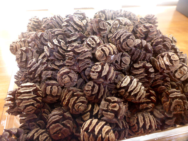 メタセコイアの実（焦茶） 40個 | iichi 日々の暮らしを心地よくする