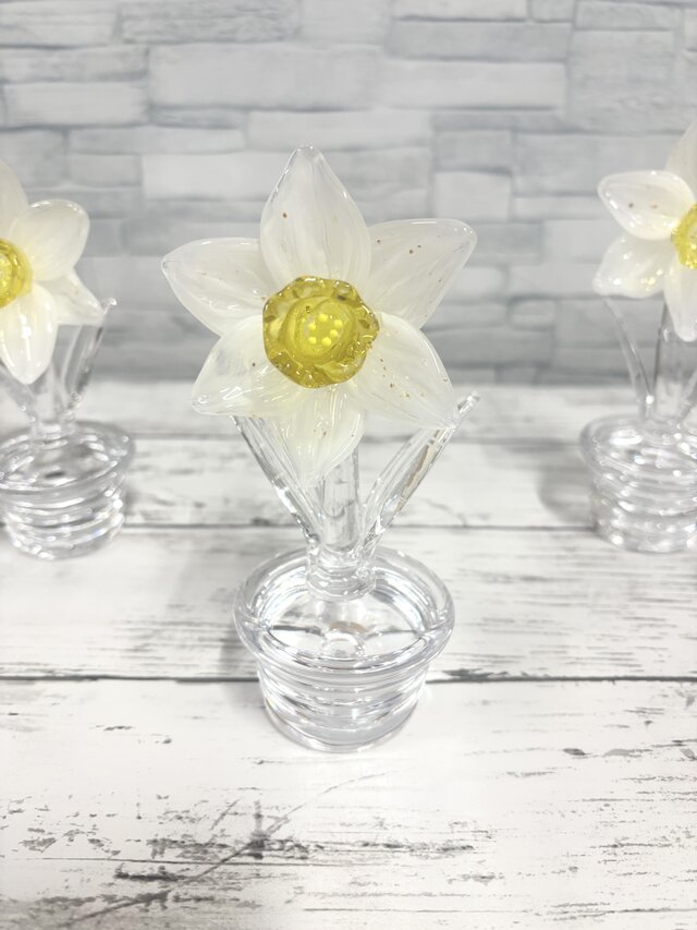 1月の鉢植え　スイセン