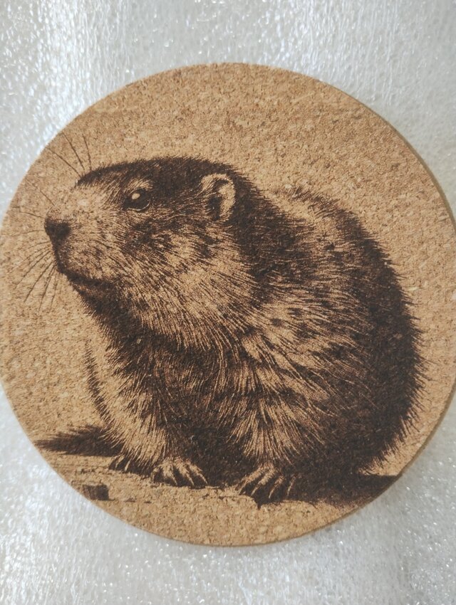 コースター　マーモット