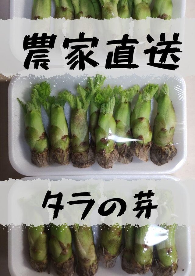 [農家直送]タラの芽150g以上 風味の強いトゲがある木のタラの芽 山菜