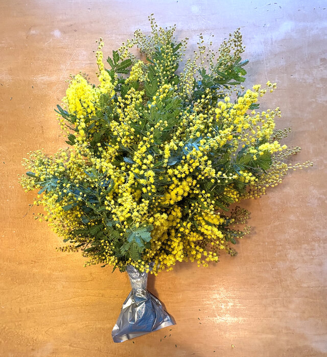 フレッシュ・ミモザ　エコゼリーで保水つき　切花　素材　クロネコ８０サイズ