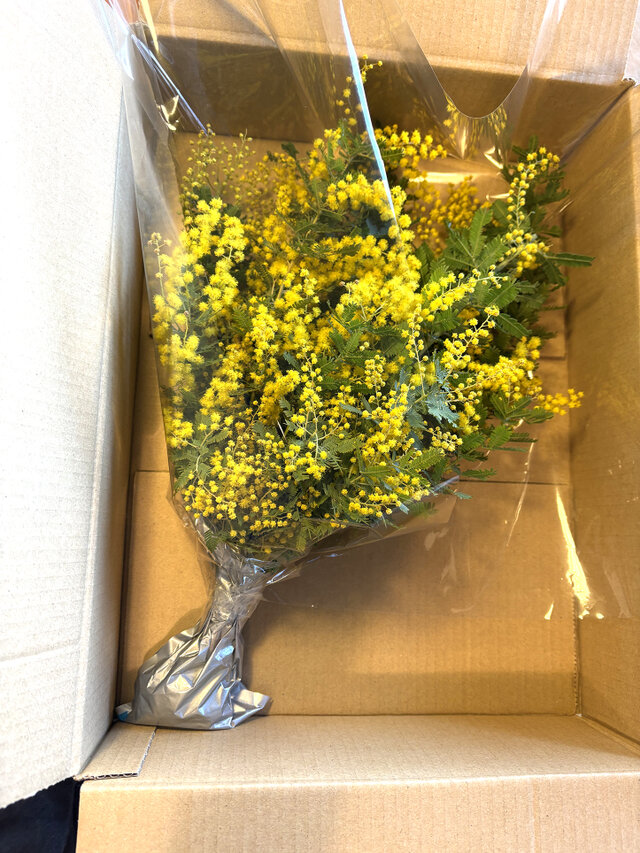 農家直送【フレッシュミモザ】80サイズ フレッシュ・ミモザ エコゼリーで保水つき 切花 素材 クロネコ