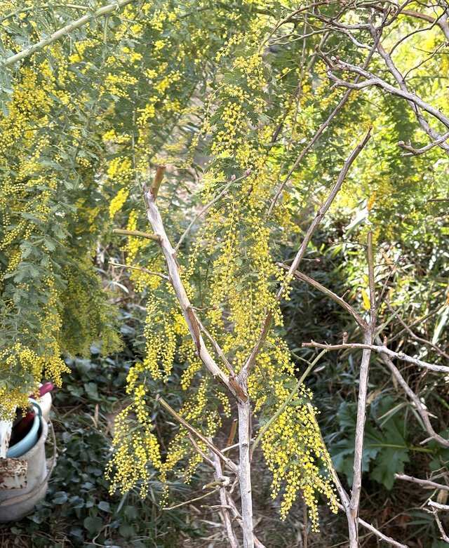 フレッシュ・ミモザ エコゼリーで保水つき 切花 素材 クロネコ