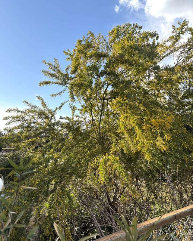 フレッシュ・ミモザ エコゼリーで保水つき 切花 素材 クロネコ