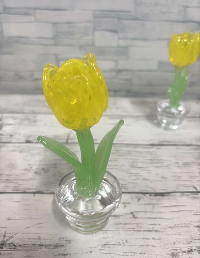 3月の鉢植え　黄色のチューリップ