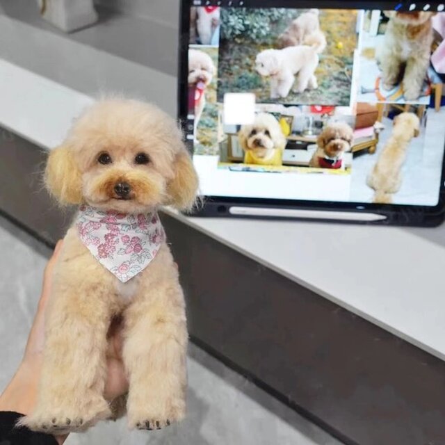 【オーダーメイド ペット】 犬 ぬいぐるみ オーダー 羊毛フェルト 犬 テディうちの子、ペット似顔絵、犬 猫 人形