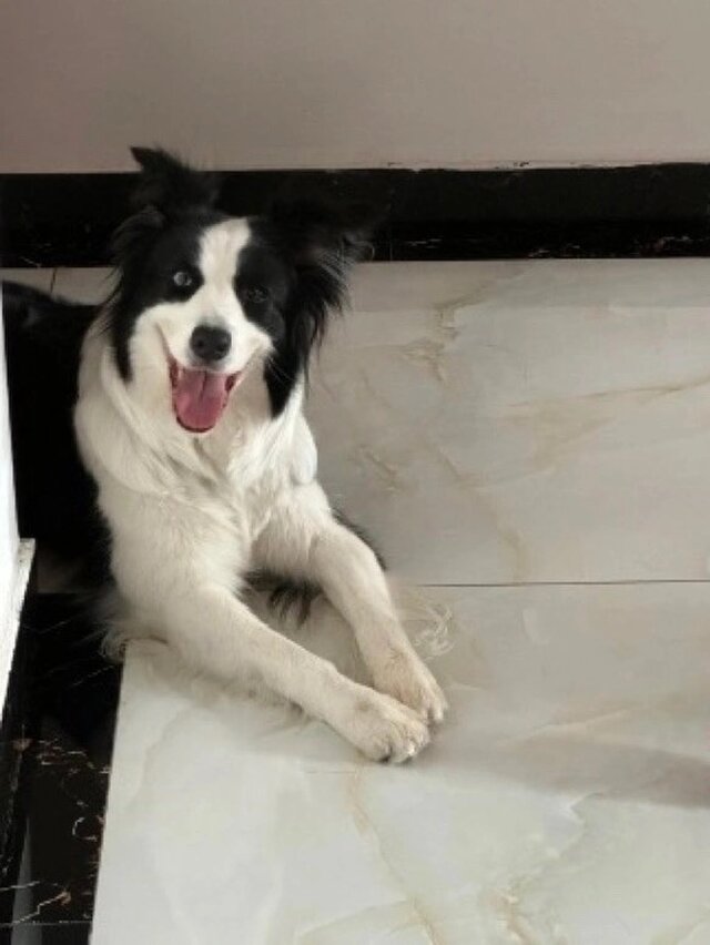 オーダーメイド ペット】犬 ぬいぐるみ リアル 愛犬 人形 ボーダー