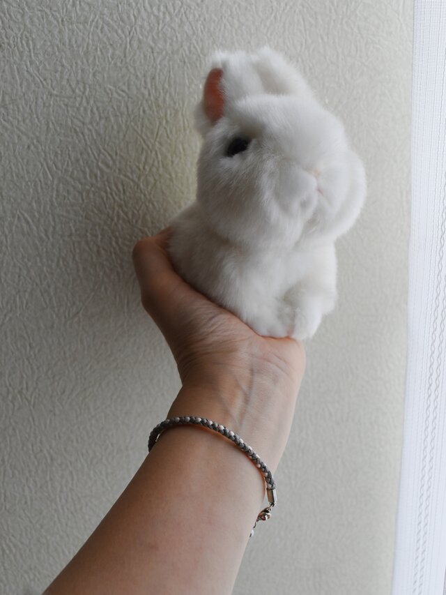 うさぎ色「ピンクがキュート！ベージュ毛を含んだグレーのうさぎ