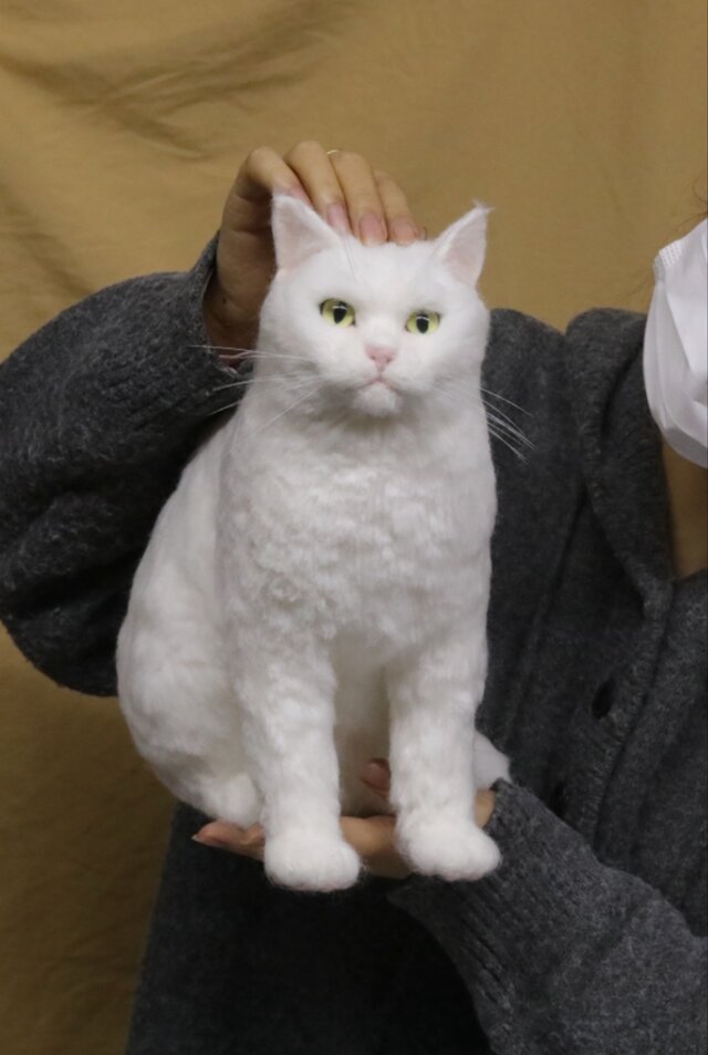 キラナ オーダー羊毛フェルト猫 ぬいぐるみ 羊毛フェルト猫》 #猫(ねこ)羊毛フェルト オーダー フレーム