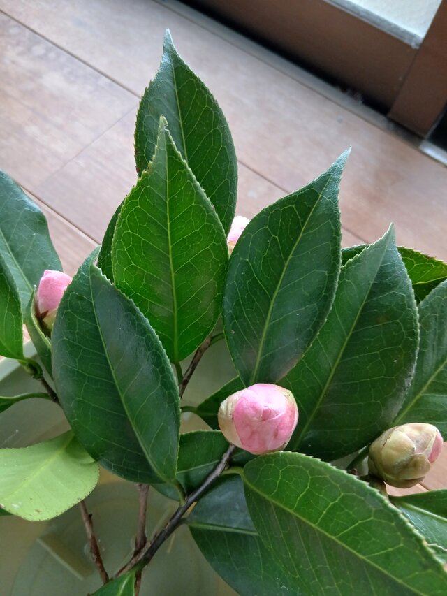 季節の茶花　mio 様専用