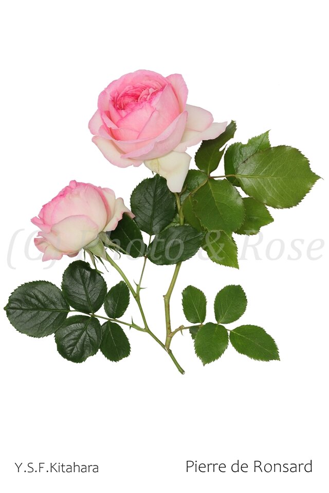 バラのポストカード　ピエール・ド・ロンサール