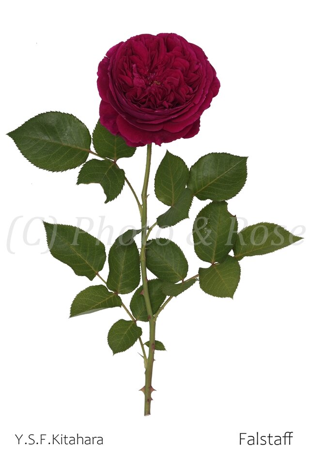 絵　バラ 楽天市場】ポストカード アート ゴッホ「ピンクローズ/バラ」105