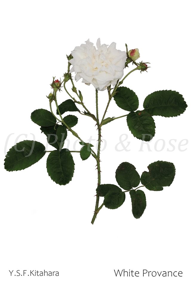 バラのポストカード　ホワイト・プロヴァンス