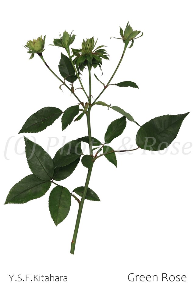 バラのポストカード　グリーン・ローズ
