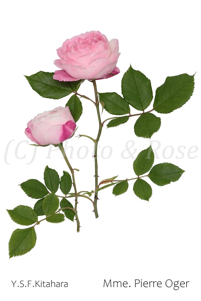 バラのポストカード　マダム・ピエール・オジェ