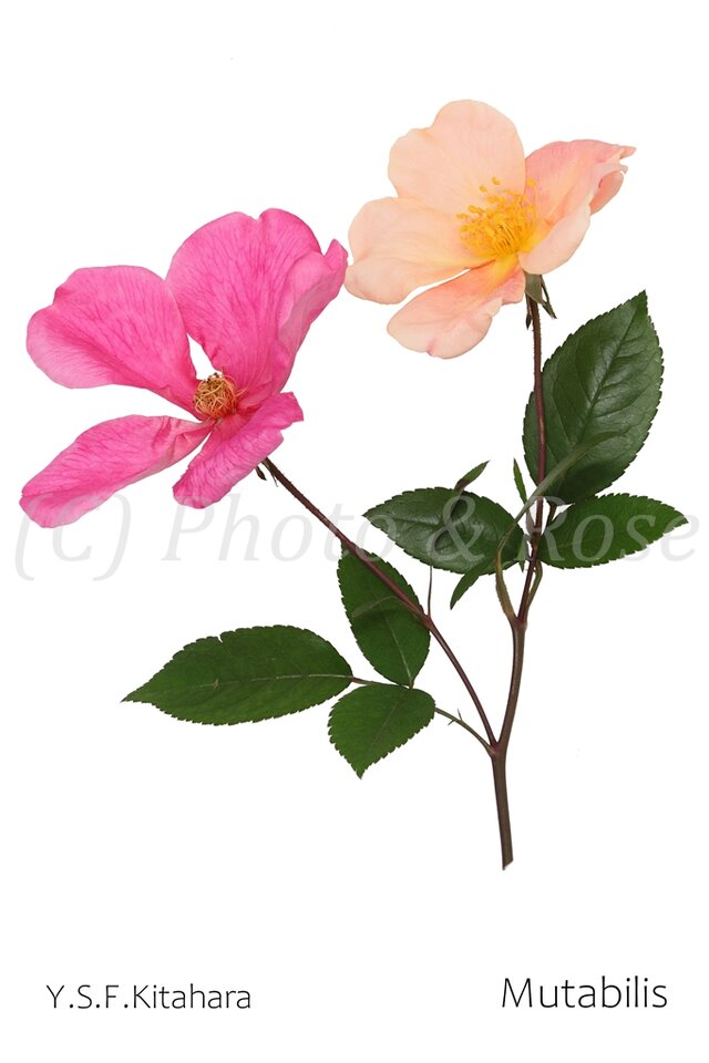 バラのポストカード　ムタビリス