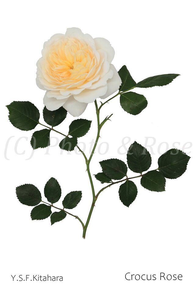 バラのポストカード　クロッカス・ローズ