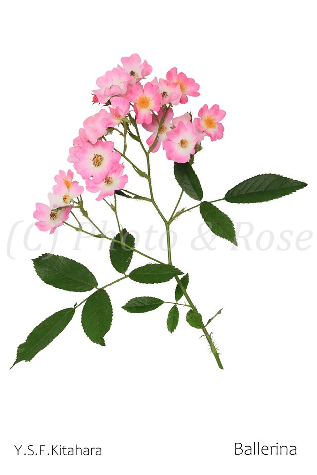 バラのポストカード　バレリーナ