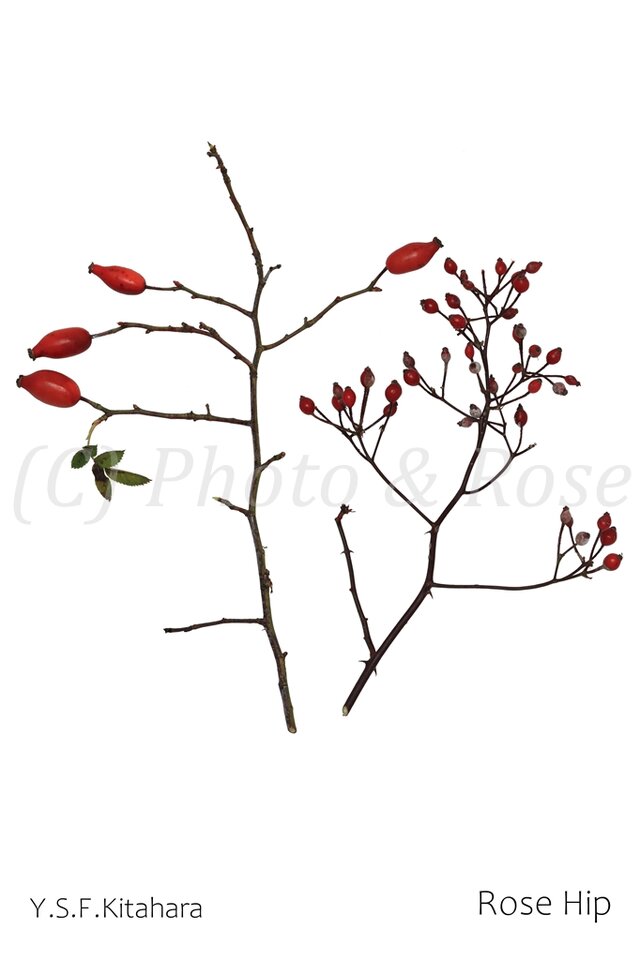 バラのポストカード　ローズヒップ