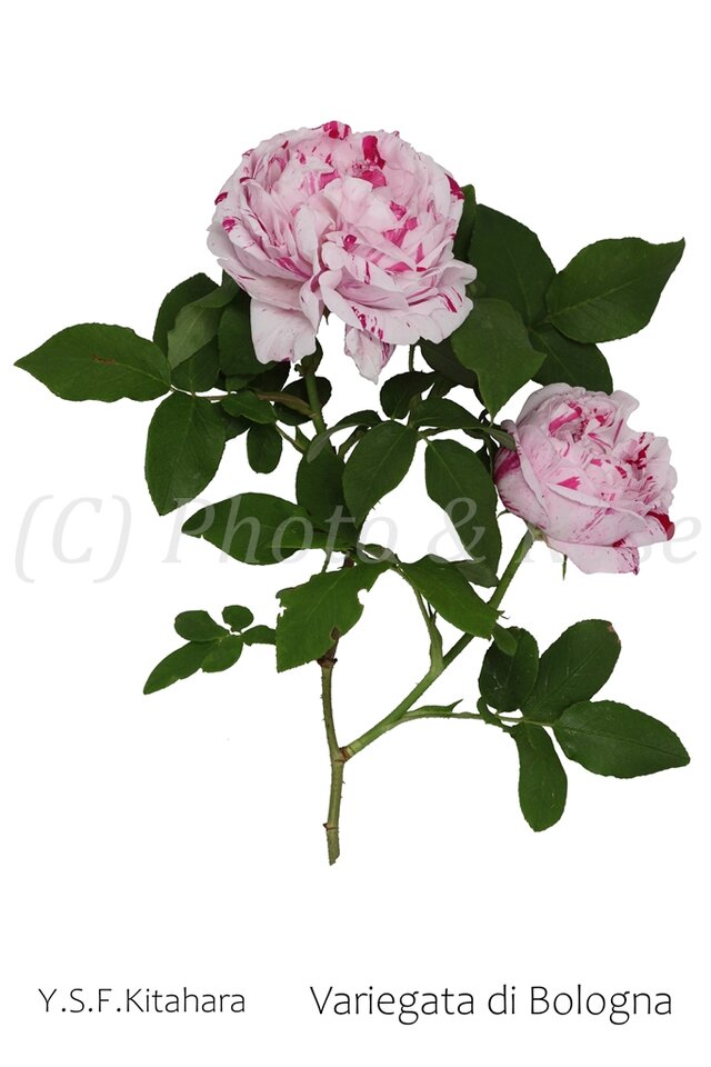 バラのポストカード　ヴァリエガータ・デ・ボローニャ