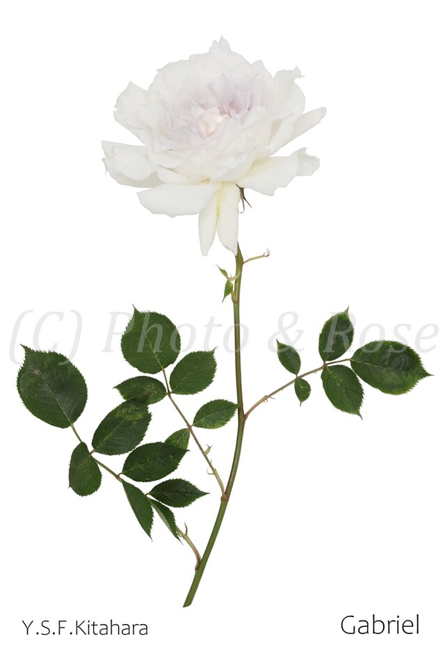 バラのポストカード　ガブリエル