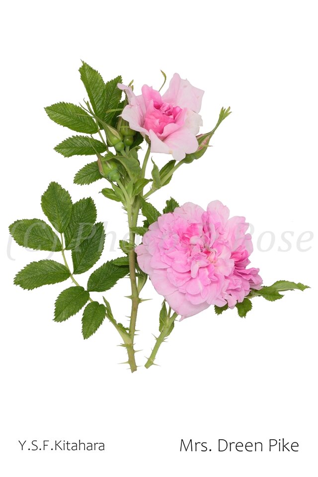バラのポストカード　ミセス・ドリーン・パイク