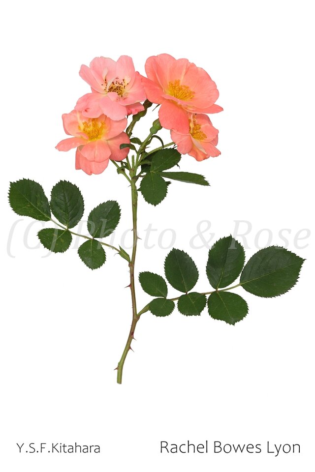 バラのポストカード　レイチェル・ボウズ・ライアン