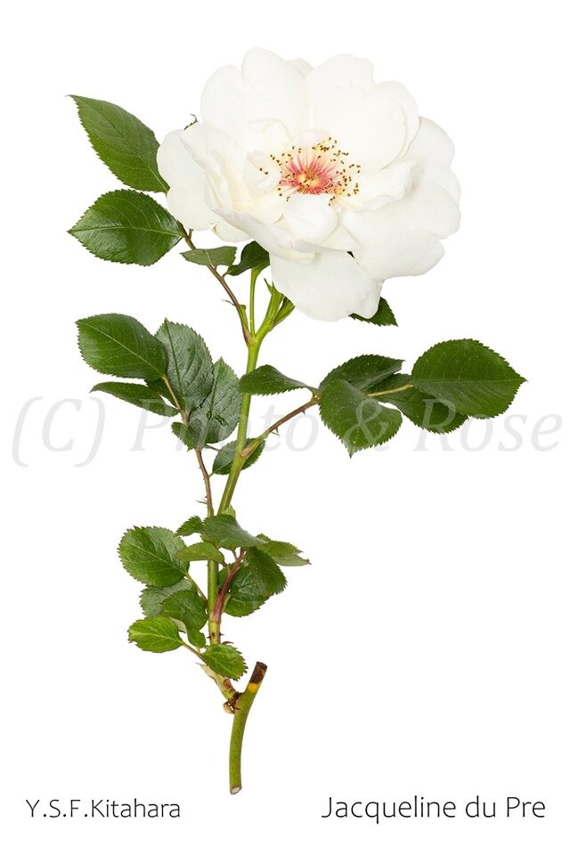 バラのポストカード　ジャクリーヌ・デュ・プレ