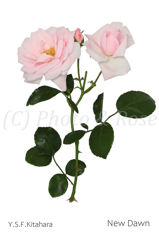 バラのポストカード　ニュー・ドーン