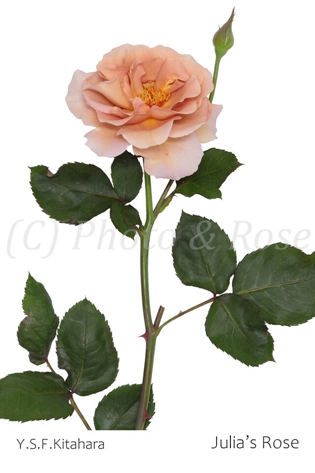 バラのポストカード　ジュリアズ・ローズ