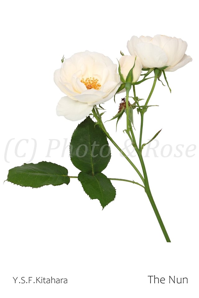 バラのポストカード　ザ・ナン