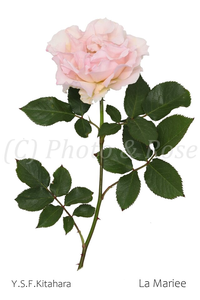 バラのポストカード　ラ・マリエ