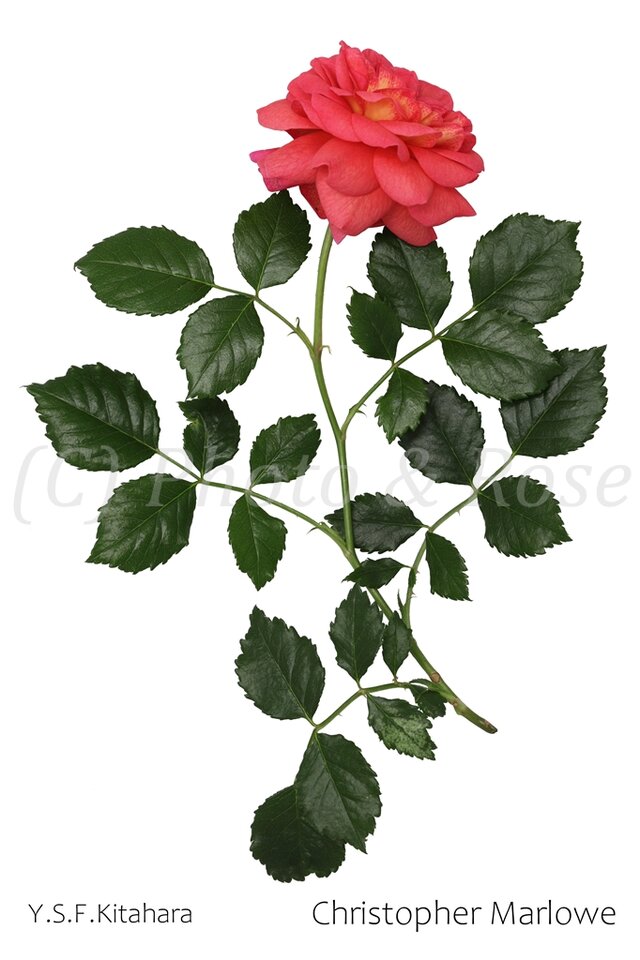 バラのポストカード　クリストファー・マーロウ