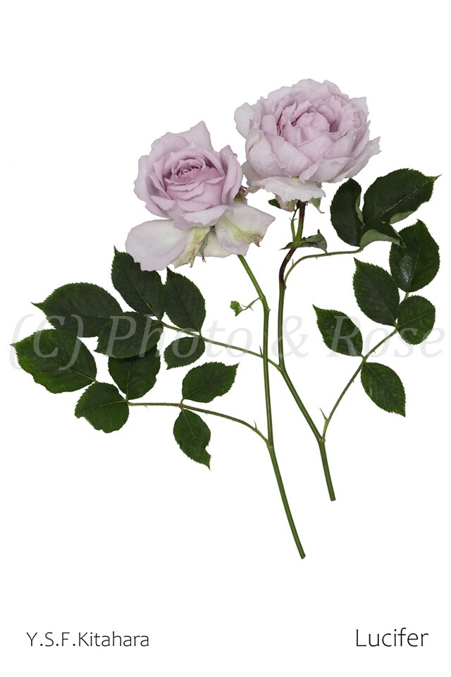 バラのポストカード　ルシファー
