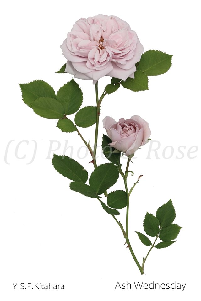 バラのポストカード　アッシュ・ウェンズデイ