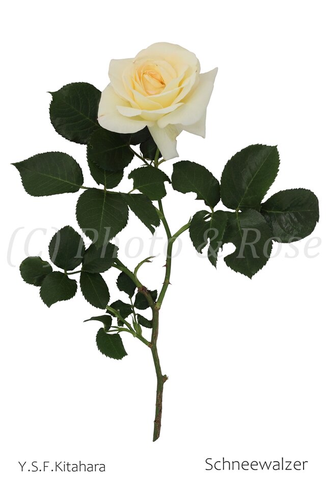 バラのポストカード　シュネーヴァルツァー